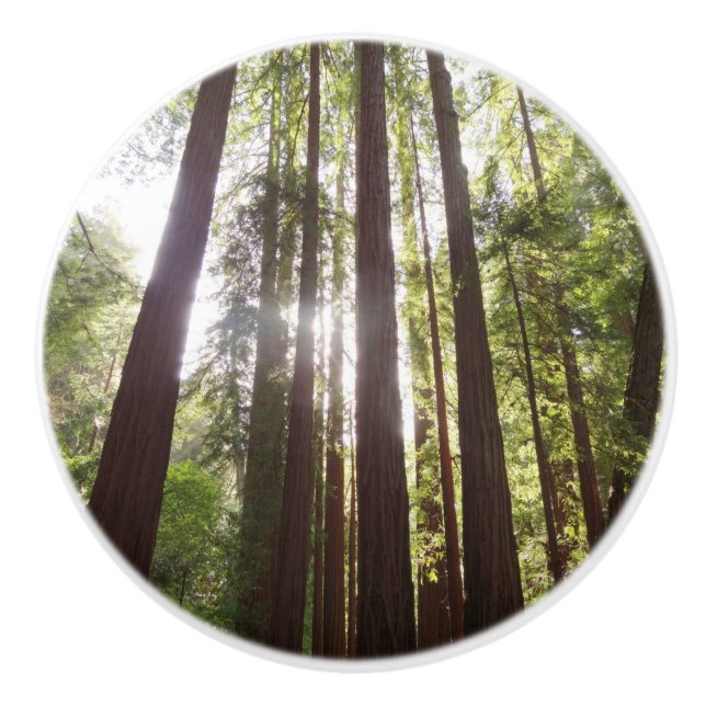 Pomo De Cerámica Hasta secuoyas por la mañana (Anverso)