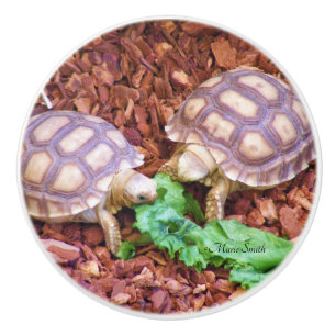 Pomo De Cerámica Hatchlings de la tortuga de Sulcata