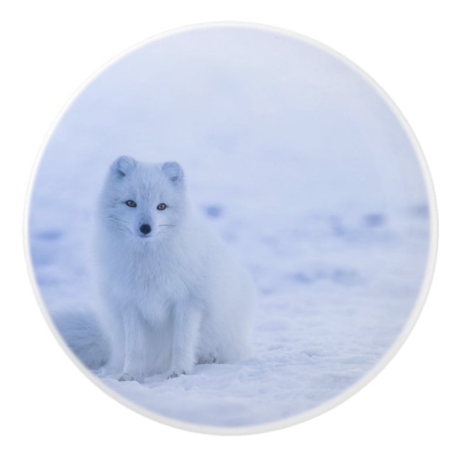 Pomo De Cerámica Hermosa Fox Ártica (Anverso)