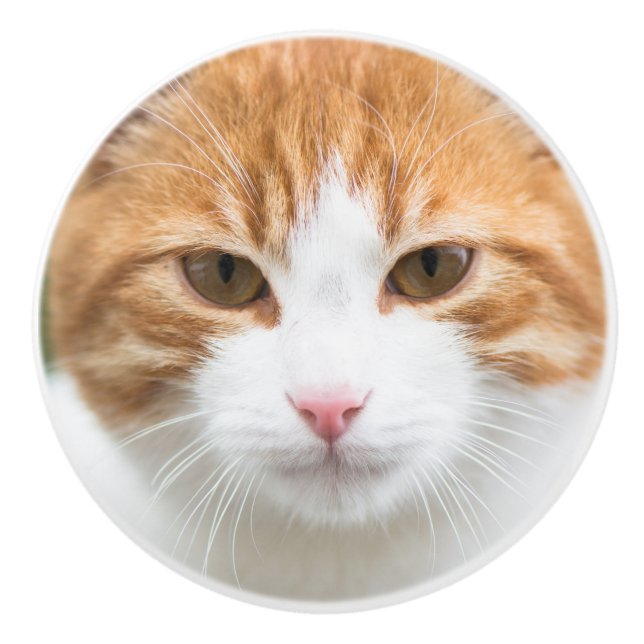 Pomo De Cerámica Hermoso gato rojo (Anverso)