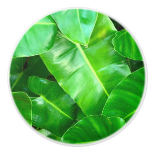Pomo De Cerámica Hojas verdes Palm Leaf selva tropical selva