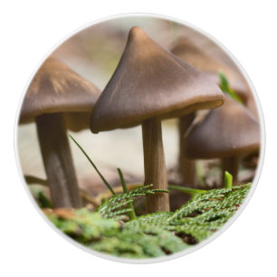 Pomo De Cerámica Hongos en el bosque