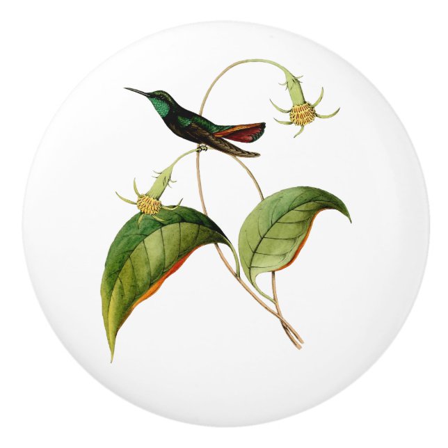 Pomo De Cerámica Hummingbird de mango con gota verde (Anverso)