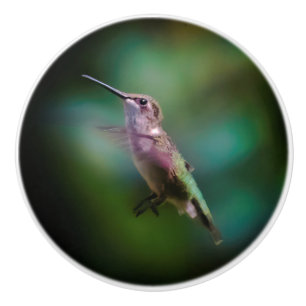 Pomo De Cerámica Hummingbird - Fotografía original