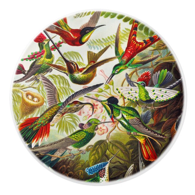 Pomo De Cerámica Hummingbirds por Ernst Haeckel (Anverso)