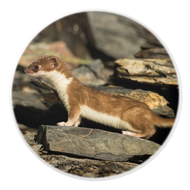 Pomo De Cerámica Hunting Weasel (Anverso)