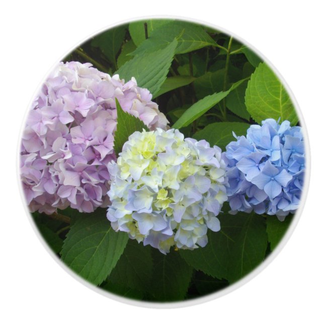 Pomo De Cerámica Hydrangeas azul púrpura rosa (Anverso)