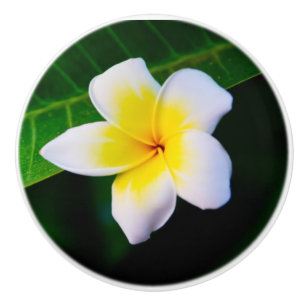 Pomo De Cerámica Impresión fotográfica de Plumeria