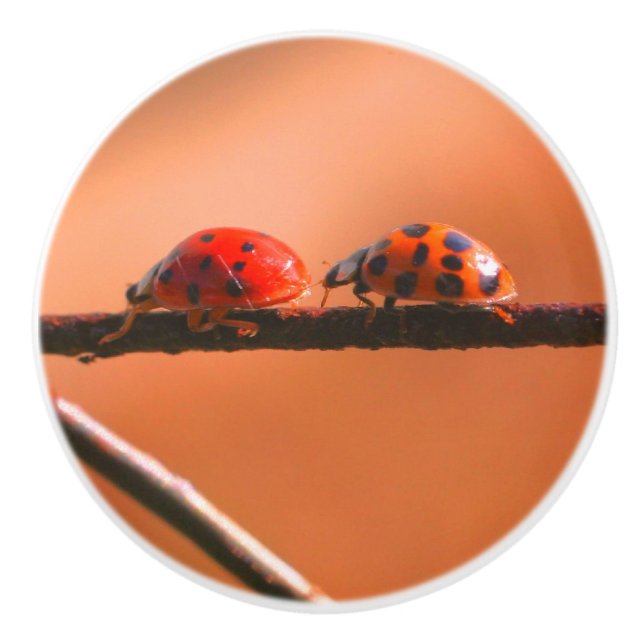 Pomo De Cerámica Jugar a Ladybugs Seguir El Cierre Del Líder (Anverso)