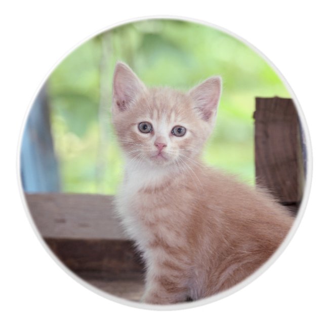 Pomo De Cerámica Kitten (Anverso)