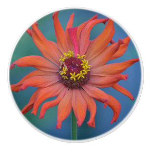 Pomo De Cerámica Knob cerámico de Zinnia vibrante