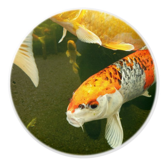 Pomo De Cerámica Koi Carp Ceramic Knob (Anverso)