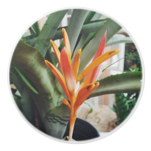 Pomo De Cerámica La hierba perenne de la Heliconia de pico de loro