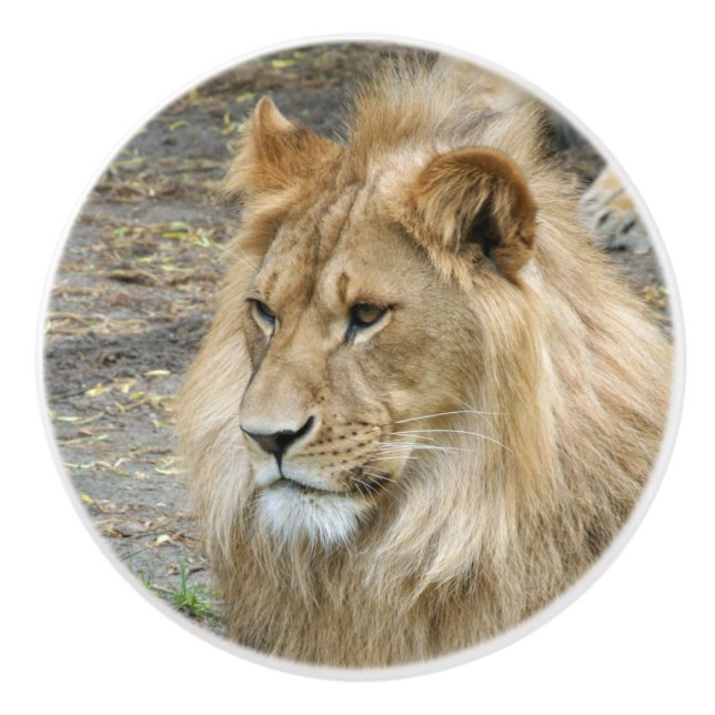 Pomo De Cerámica León 011 (Anverso)