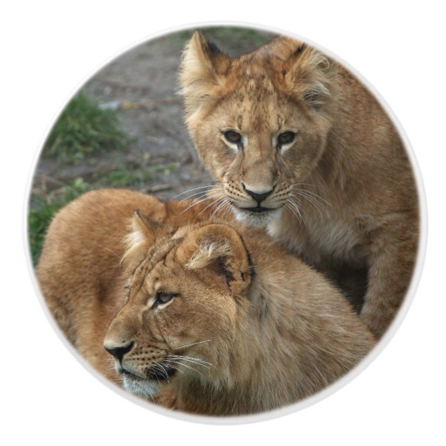 Pomo De Cerámica León 033 (Anverso)