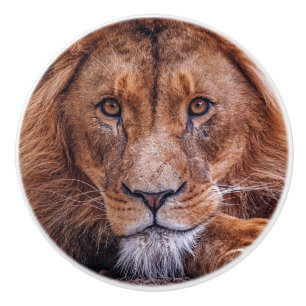 Pomo De Cerámica León africano
