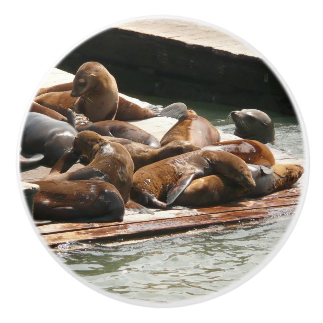 Pomo De Cerámica Leones marinos al sol en San Francisco (Anverso)