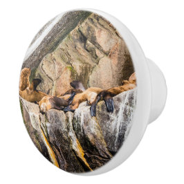 Pomo De Cerámica Leones Marinos Sobre Las Rocas