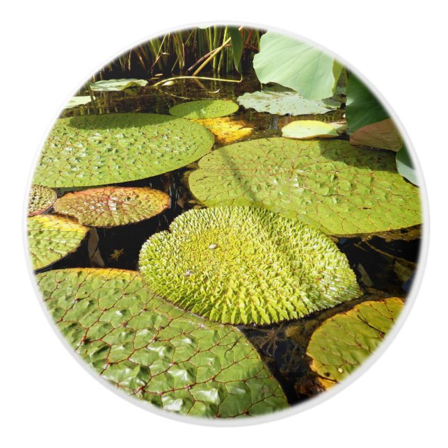Pomo De Cerámica Lily Pads Ceramic Knob (Anverso)