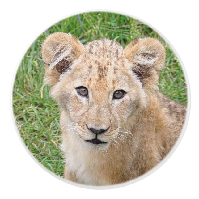 Pomo De Cerámica Lion 016 (Anverso)