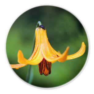 Pomo De Cerámica Lirio salvaje de Canadá con insecto