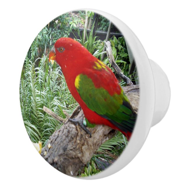 Pomo De Cerámica Loro arcoiris rojo, (Derecha)