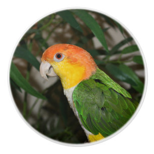 Pomo De Cerámica Loro Caique blanco con vientre y árbol de bambú