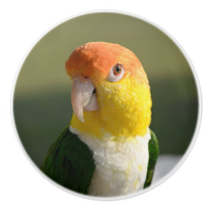 Pomo De Cerámica Loro hinchado blanco lindo del caique