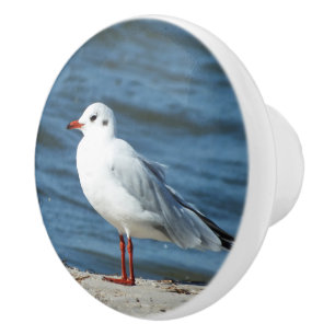 Pomo De Cerámica mar, agua, gaviota, ave, viaje, azul, cielo,