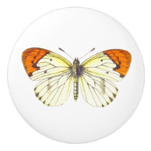 Mariposa amarilla y Naranja