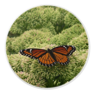 Pomo De Cerámica Mariposa Virrey Fotografía De Naturaleza Hermosa