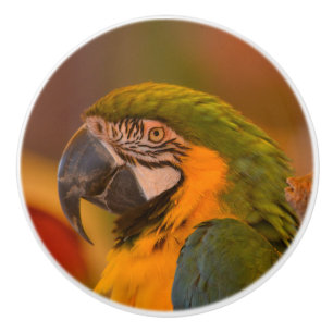 Pomo De Cerámica Masa cerámica de loro de Macaw