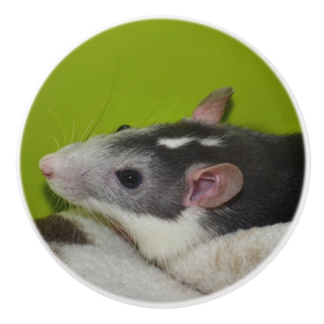 Pomo De Cerámica Mascota Rat Dresser Knob (Anverso)