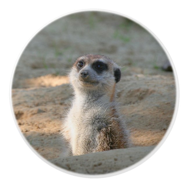 Pomo De Cerámica Meerkat 004 (Anverso)