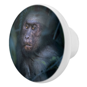 Pomo De Cerámica Mono en la selva