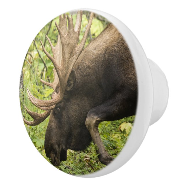 Pomo De Cerámica Moose de significación (Derecha)