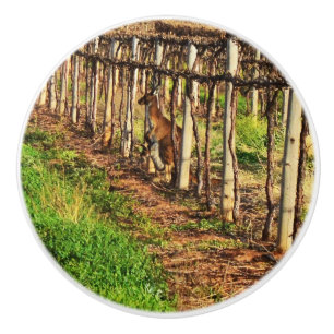 Pomo De Cerámica Mummy Kangaroo In The Grapevines,