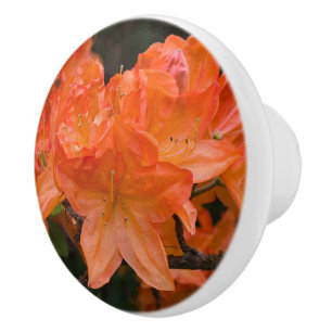 Pomo De Cerámica Naranja Azalea Rhododendron Flores