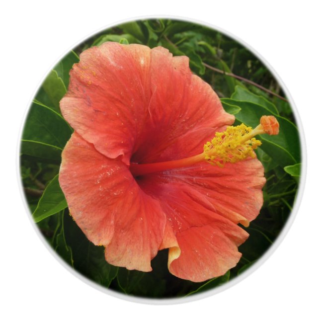Pomo De Cerámica Naranja Hibiscus Flower Tropical Floral (Anverso)