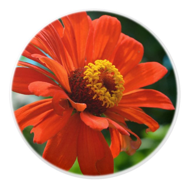 Pomo De Cerámica Naranja Zinnia (Anverso)
