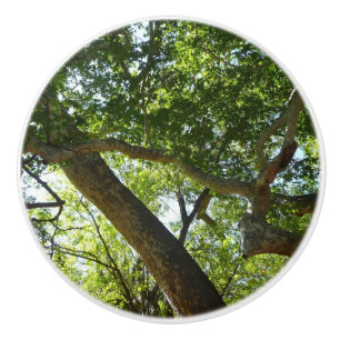 Pomo De Cerámica Naturaleza verde del árbol de Sycamore