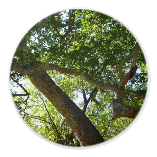 Pomo De Cerámica Naturaleza verde del árbol de Sycamore (Anverso)