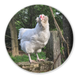 Pomo De Cerámica Nieve pollo Ameraucana se enfrenta a la derecha ti