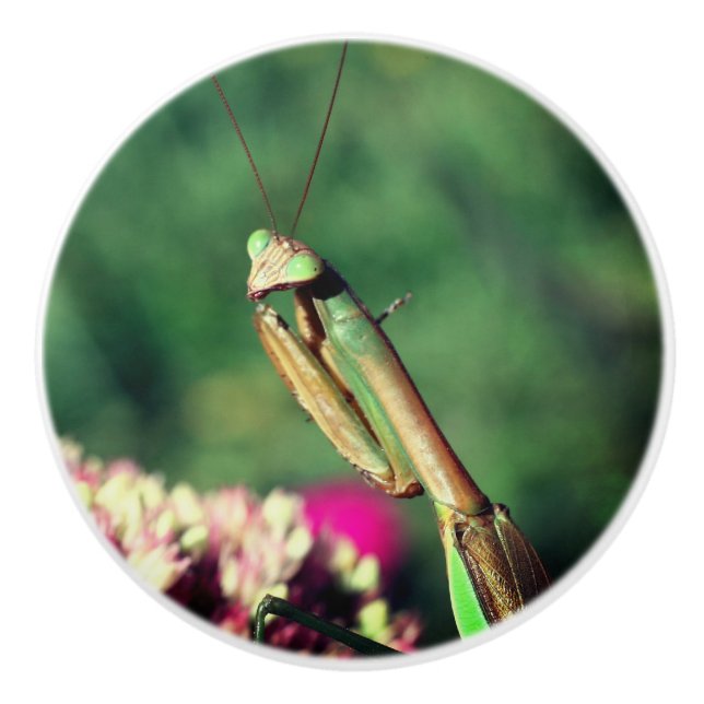 Pomo De Cerámica Orando a los Mantis hacia arriba