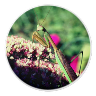 Pomo De Cerámica Orando A Mantis En La Flor De Sedum