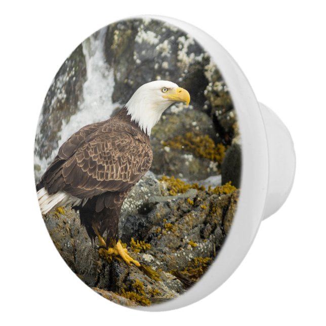 Pomo De Cerámica Orgulloso Bald Eagle (Derecha)