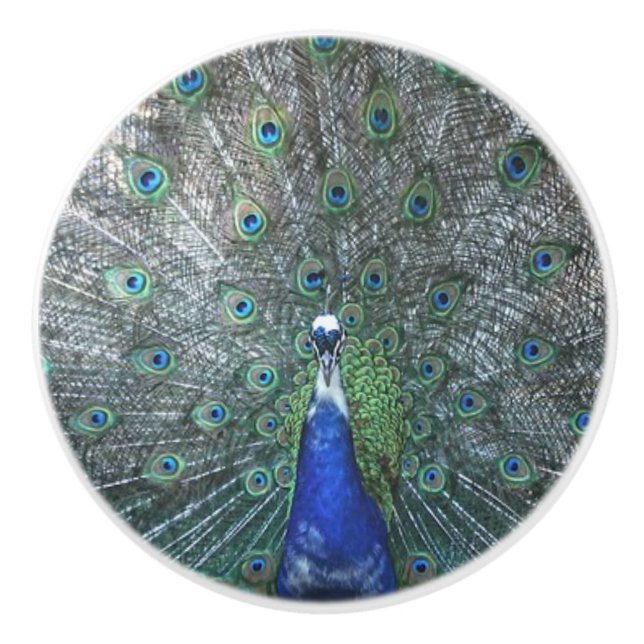 Pomo De Cerámica Orgulloso como un pavo real (Anverso)
