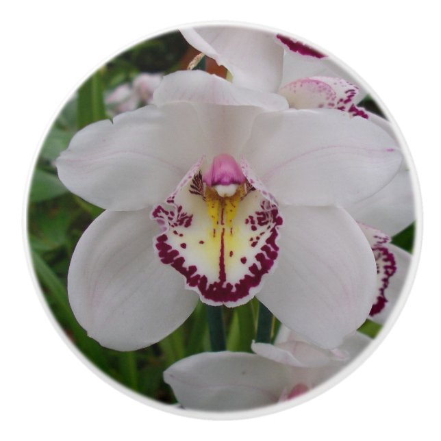 Pomo De Cerámica Orquídea Blanca II Elegante Floral (Anverso)