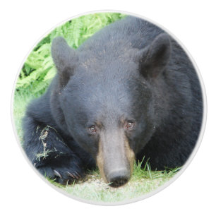 Pomo De Cerámica Oso Negro - Knob cerámico "Amor Cubby"