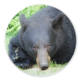 Pomo De Cerámica Oso Negro - Knob cerámico "Amor Cubby"